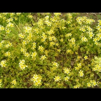 Limnanthes douglasii (fam Limnanthacees) (Californie) (1)